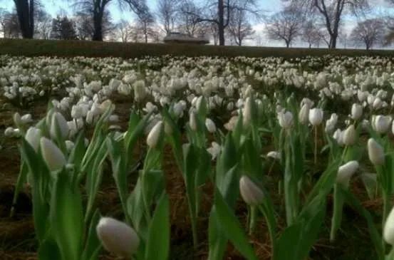 Die weißen Tulpen &copy; FOX